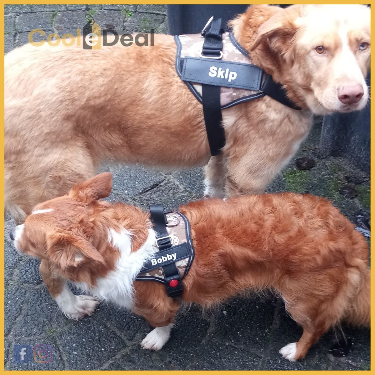 Dog-Harness Comfortβ’ | Elke hond verdiend een πππ’π₯π’π πππ«π§ππ¬!