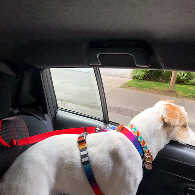 DogBelt™: De Veiligste Manier voor je Hond om te Reizen