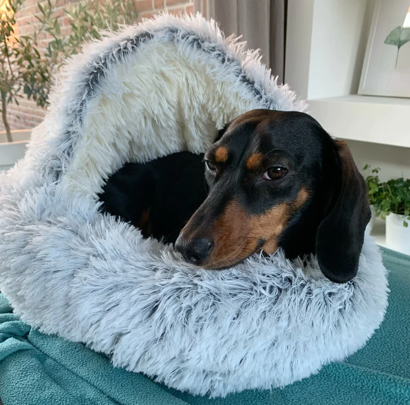 DogHome™